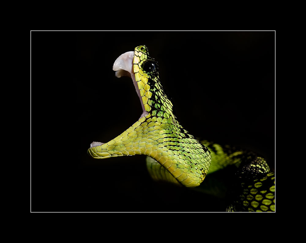 Schnippi Schnapp (Atheris nitschei) 2