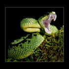 Schnippi Schnapp (Atheris nitschei)