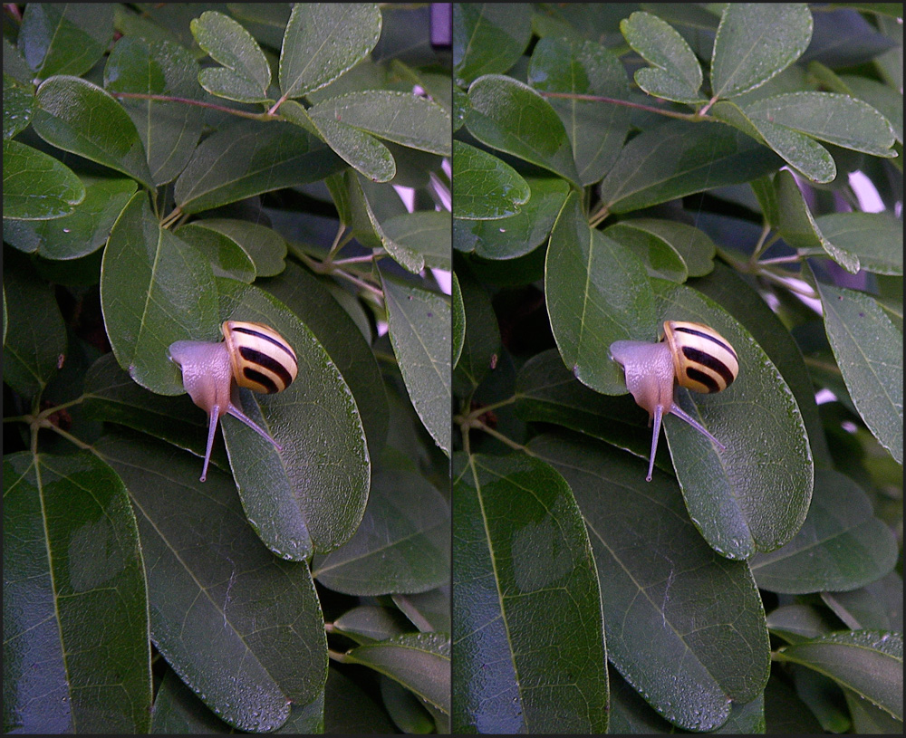 Schnirgelschnecke auf Akebie