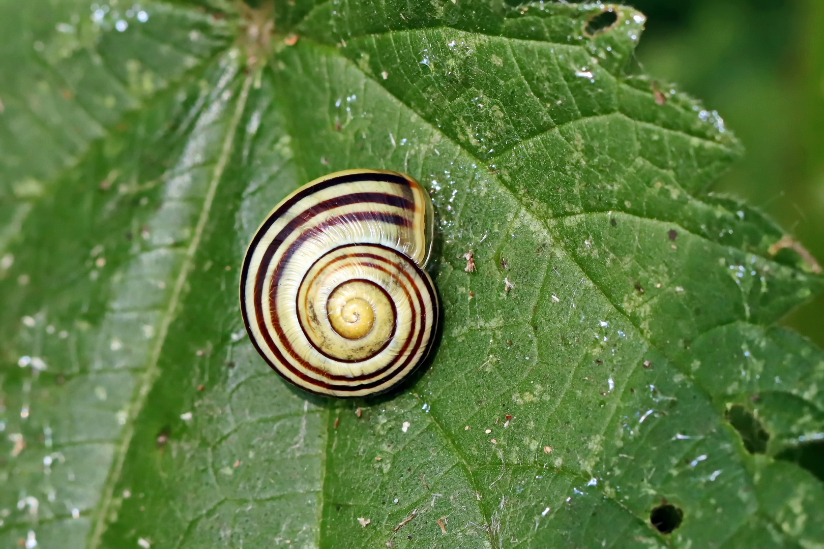 Schnirkel- oder Bänderschnecke genannt