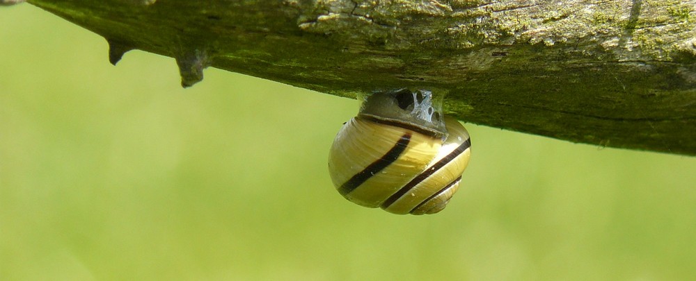 schnirkel-schnecke