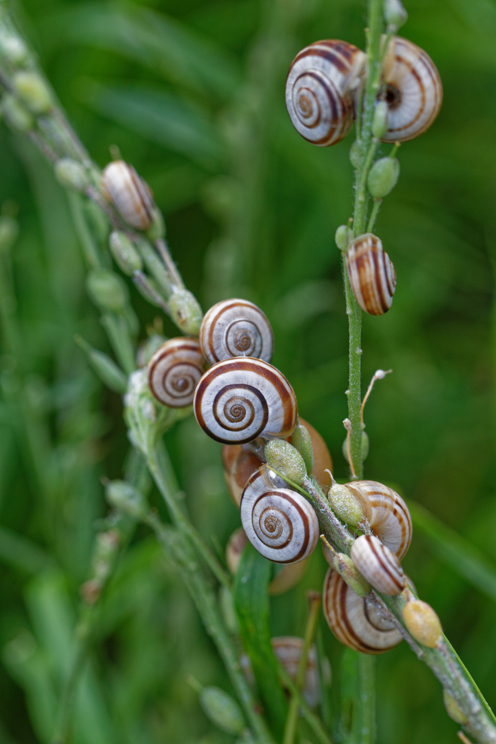 Schnirkelschnecke