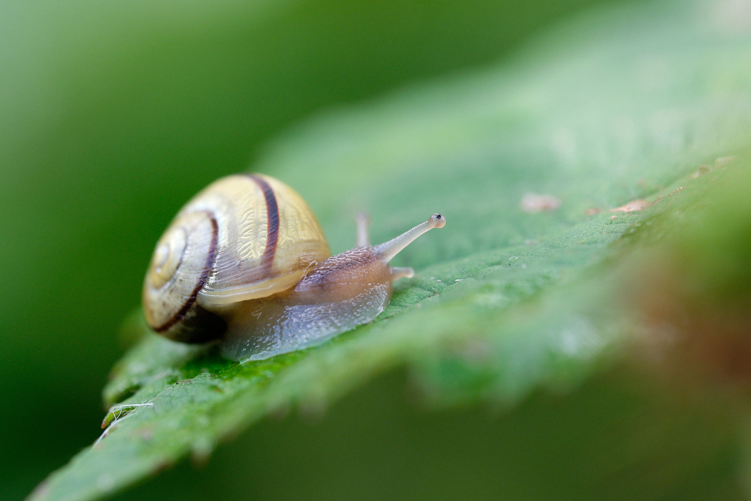 Schnirkelschnecke