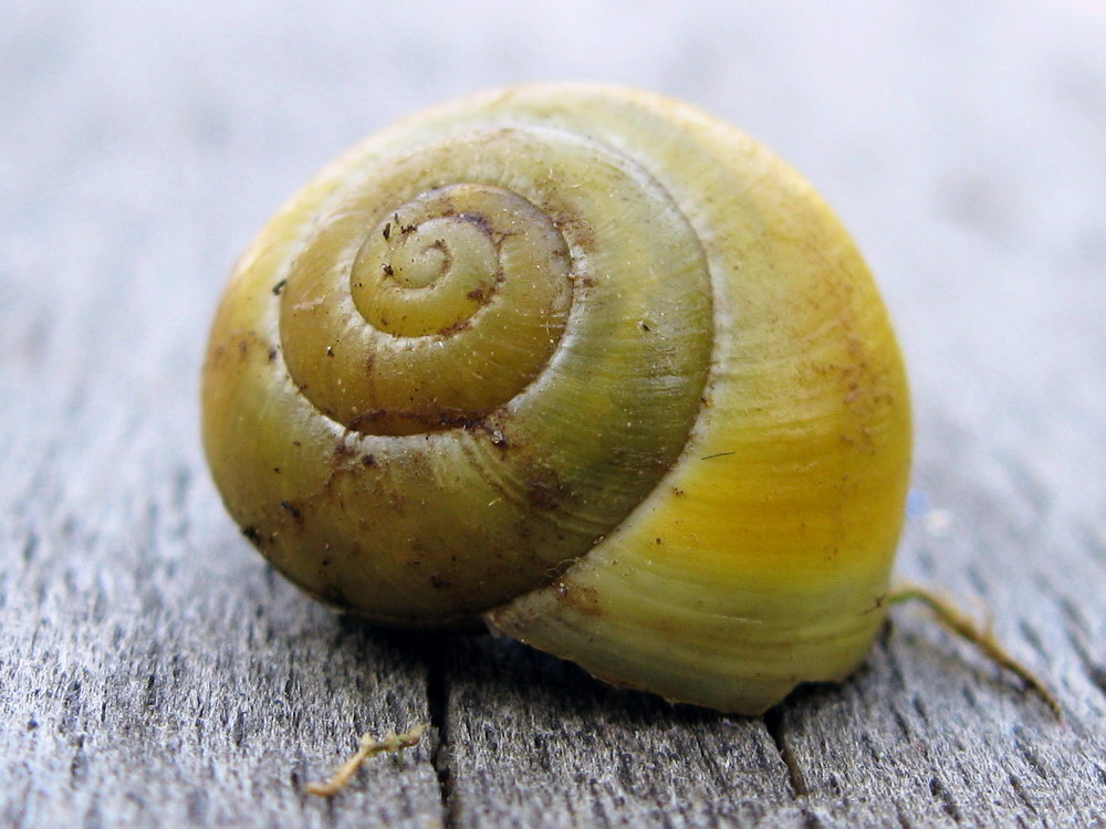 Schnirkelschnecke