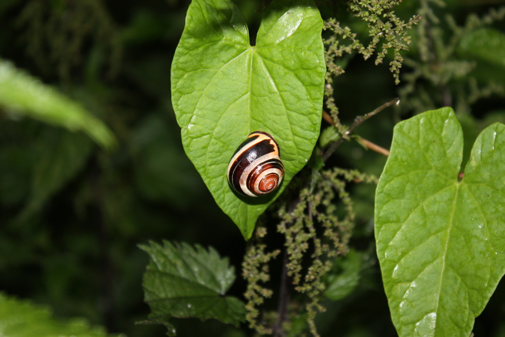 Schnirkelschnecke