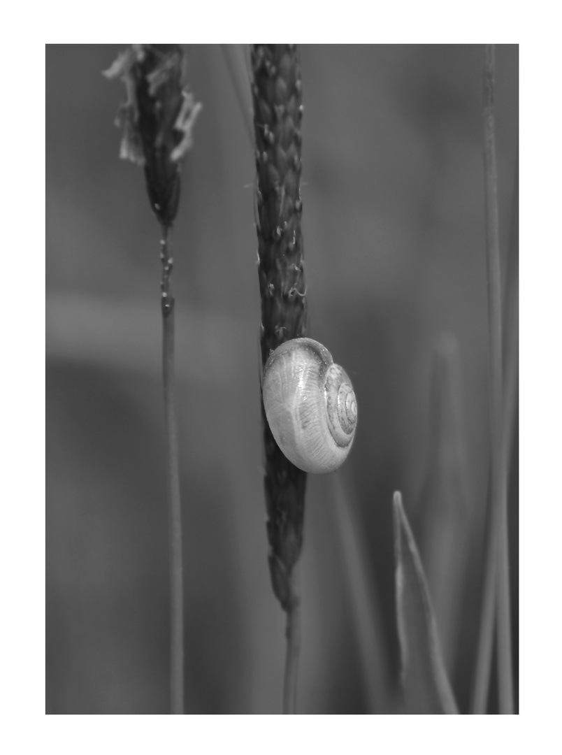 Schnirkelschnecke