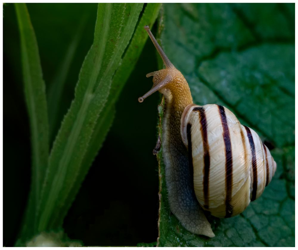 Schnirkelschnecke