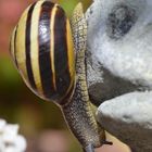 Schnirkelschnecke erklimmt einen Gargoyle