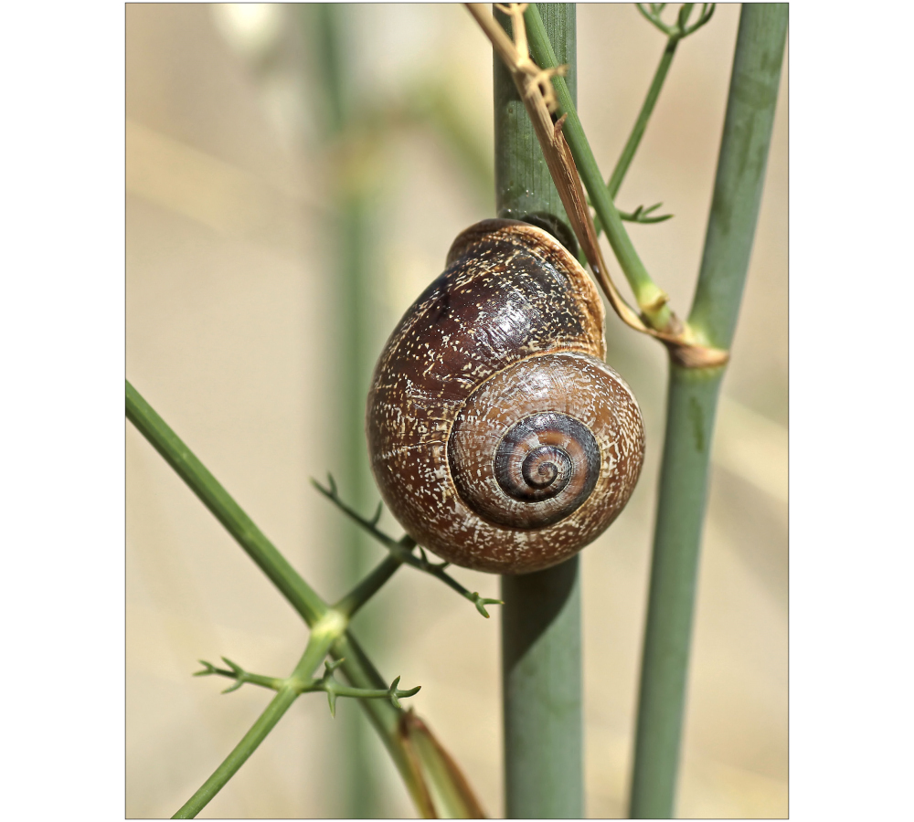 Schnirkelschnecke