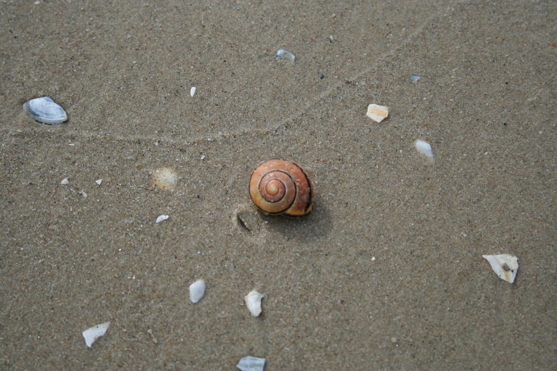 Schnirkelschnecke / Hain-Bänderschnecke (Cepaea nemoralis)