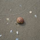 Schnirkelschnecke / Hain-Bänderschnecke (Cepaea nemoralis)