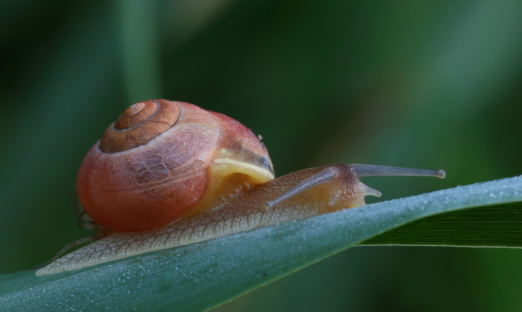 Schnirkelschnecke/ Helicidae