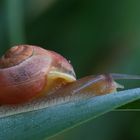 Schnirkelschnecke/ Helicidae