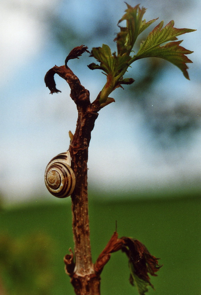 Schnirkelschnecke I