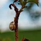 Schnirkelschnecke I