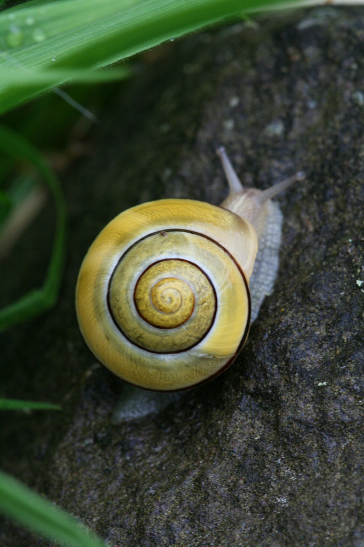 Schnirkelschnecke on tour