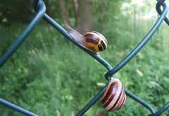 Schnirkelschnecken-Eigensinn