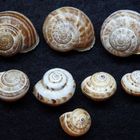 Schnirkelschnecken-Gehäuse - Helix sp.