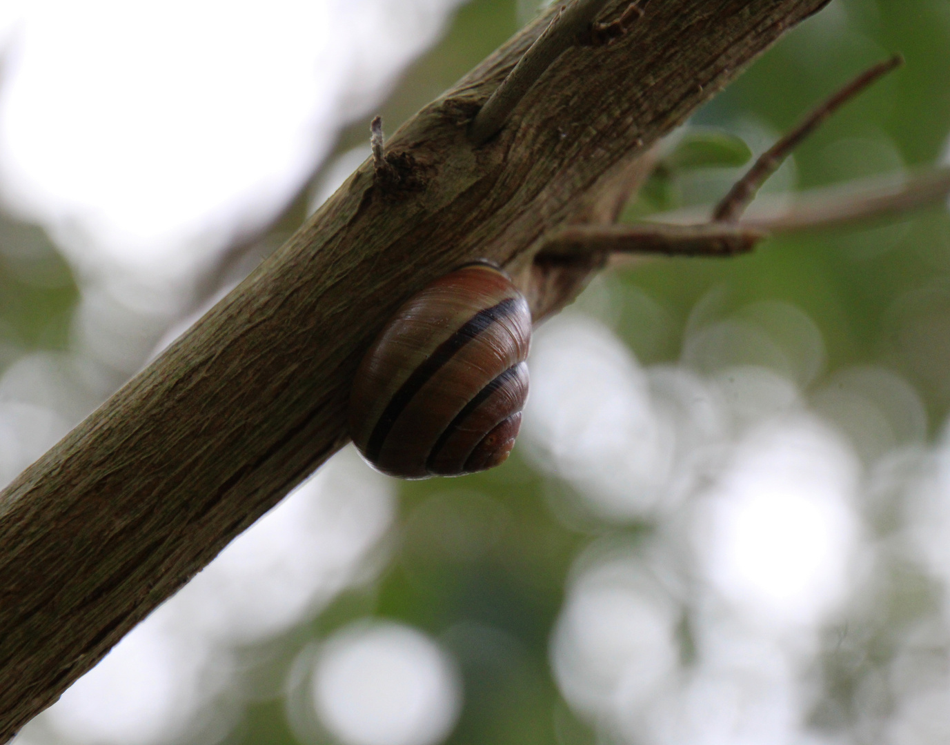 Schnirkelschnecken (Helicidae)