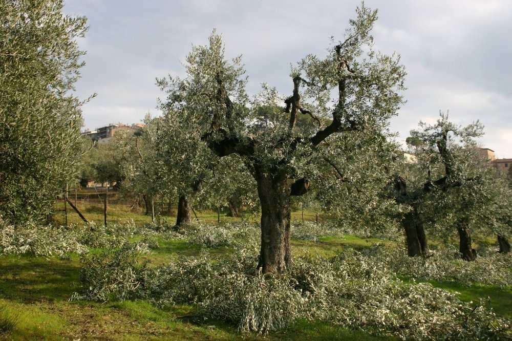 Schnitt der Olivenbäume