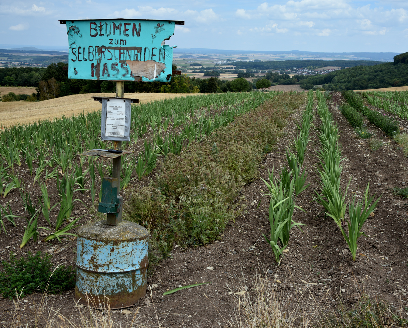 Schnittblumen