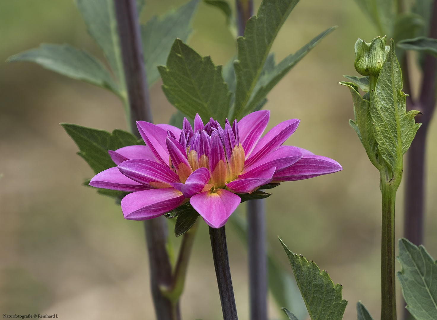  Schnittblumen