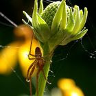 Schnittblumen aus dem Garten: Hoher Sonnenhut (Rudbeckia nitida)