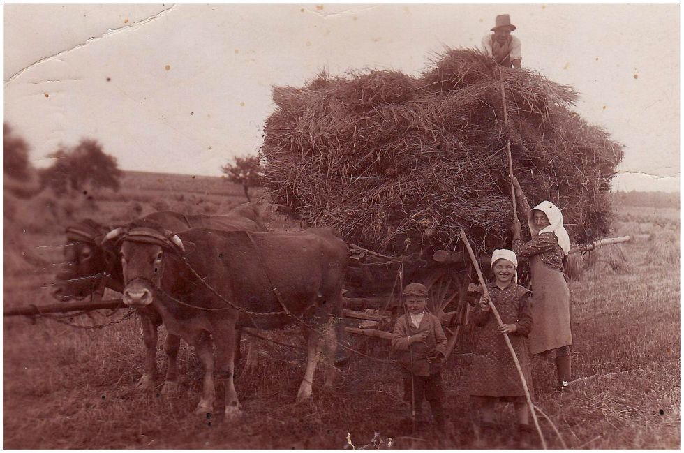 "Schnitternte" vor 80 Jahren (4) ...