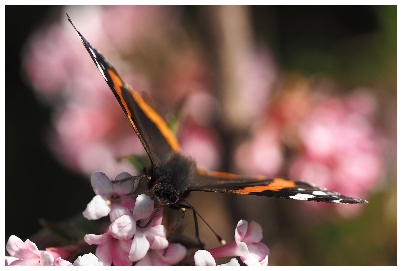 Schnittiger Flieger