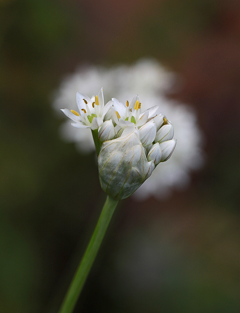 Schnittknoblauchblüte