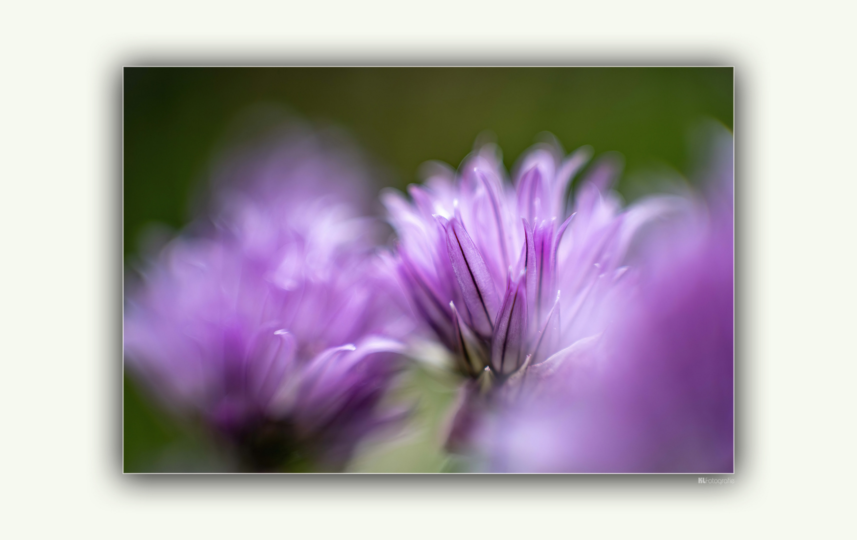 Schnittlauch... Foto &amp; Bild | projekte, techniken, aufnahme-techniken ...