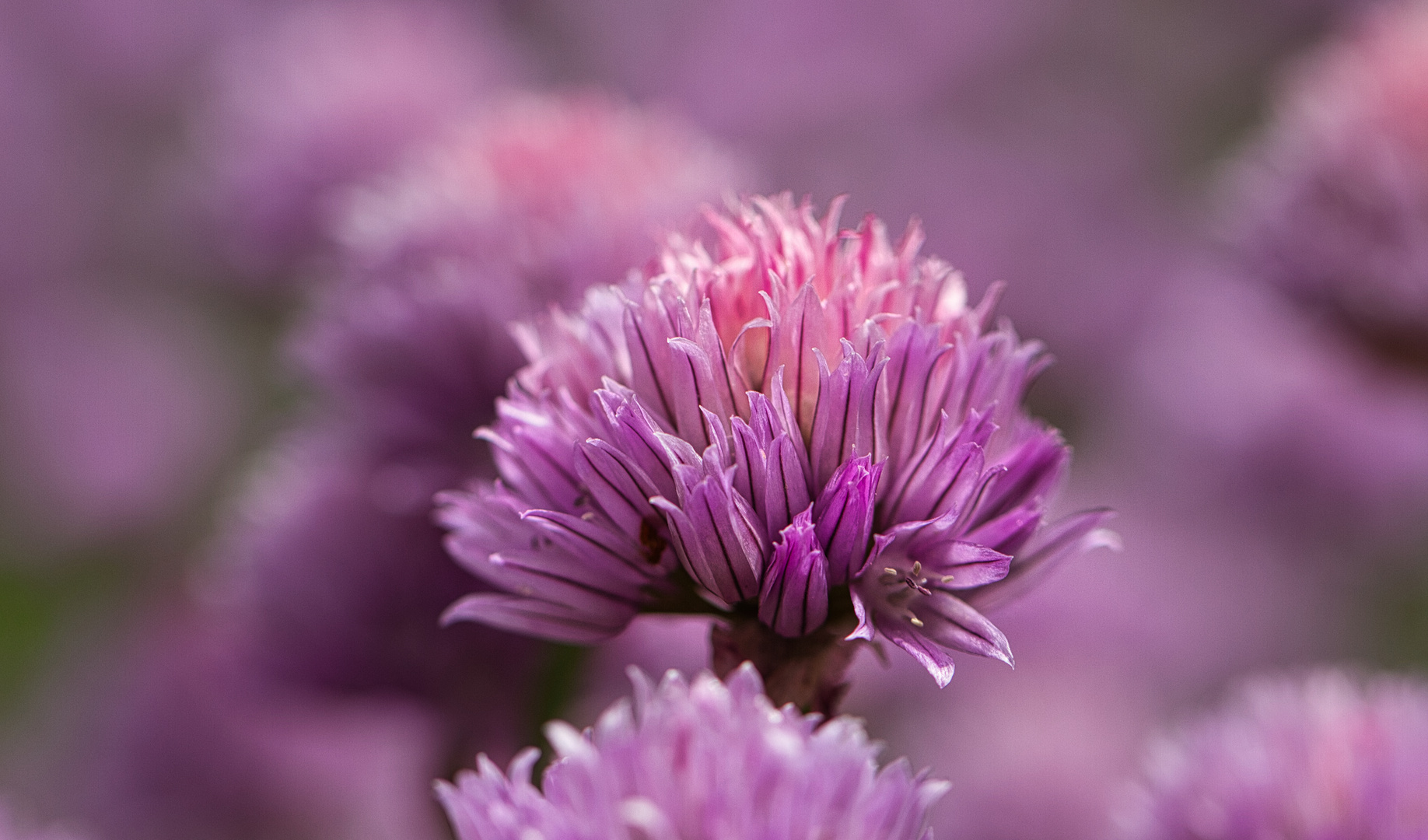 Schnittlauch (Allium schoenoprasum)..