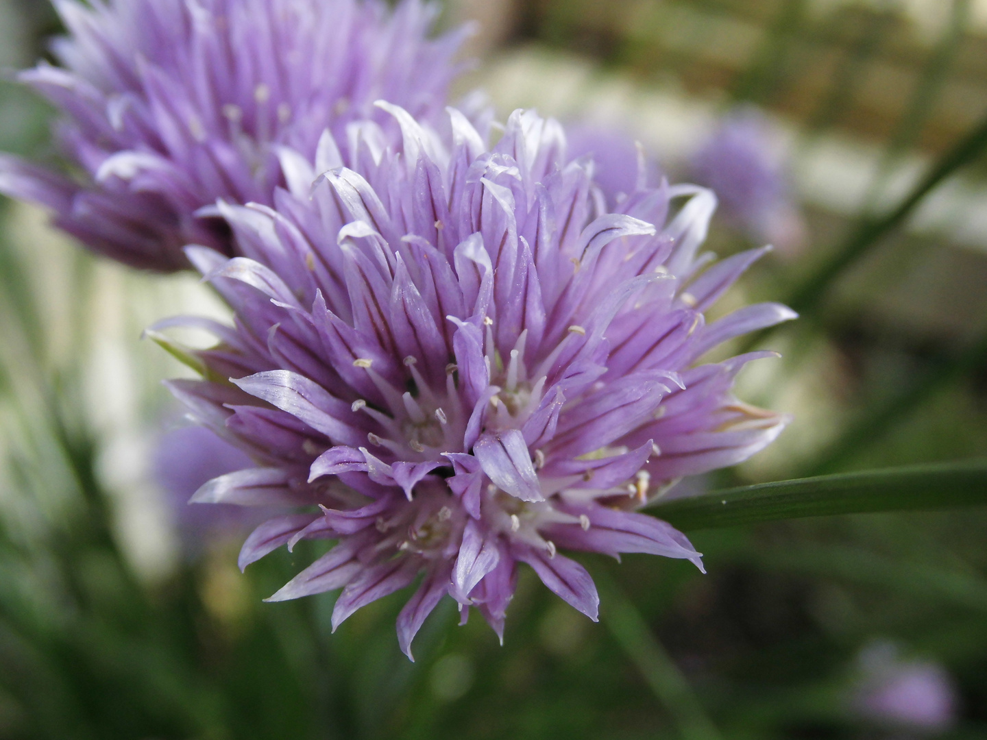 Schnittlauch (Allium schoenoprasum)