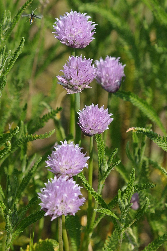 Schnittlauch: Auch im Blumen – Acker attraktiv