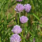 Schnittlauch: Auch im Blumen – Acker attraktiv