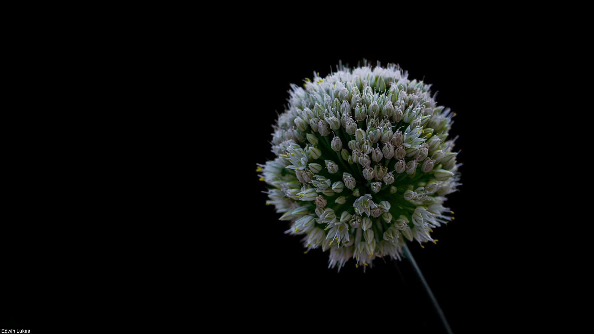 Schnittlauch Blüte