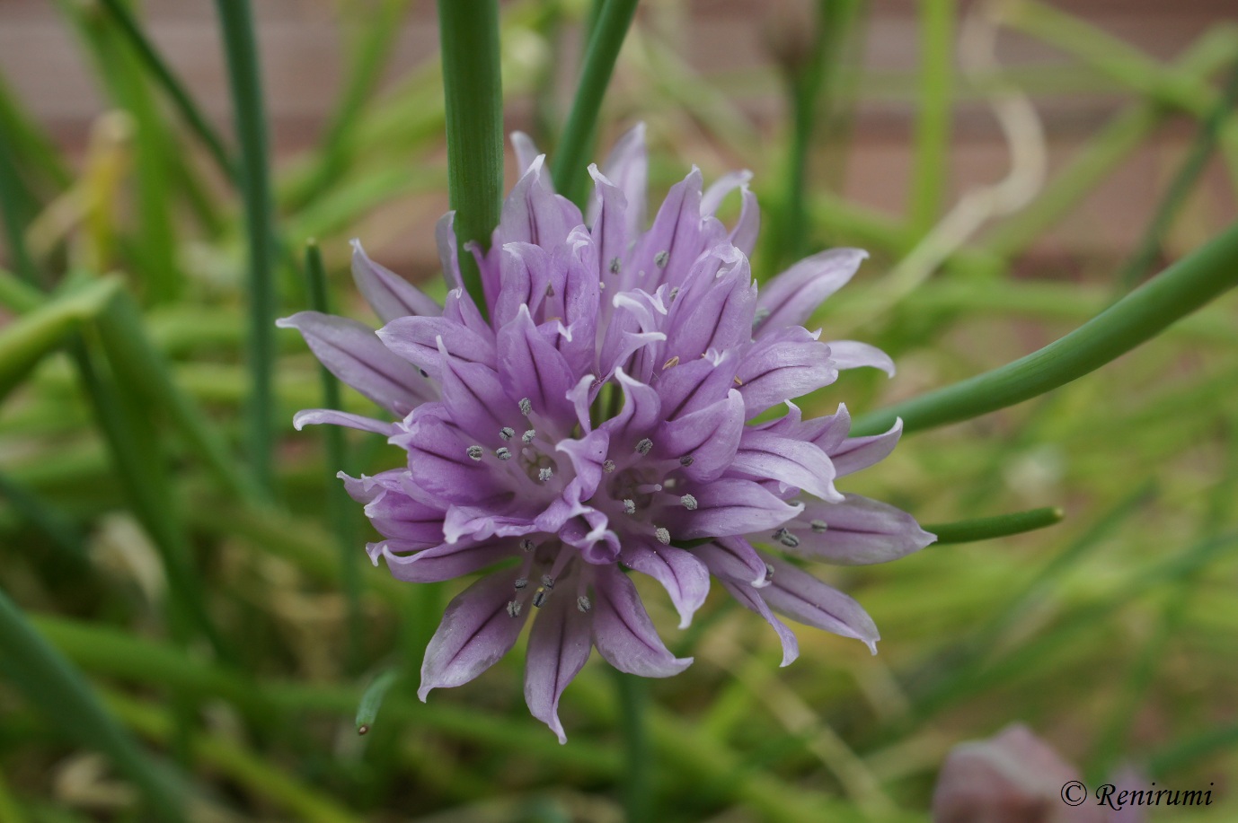 Schnittlauch Blüte