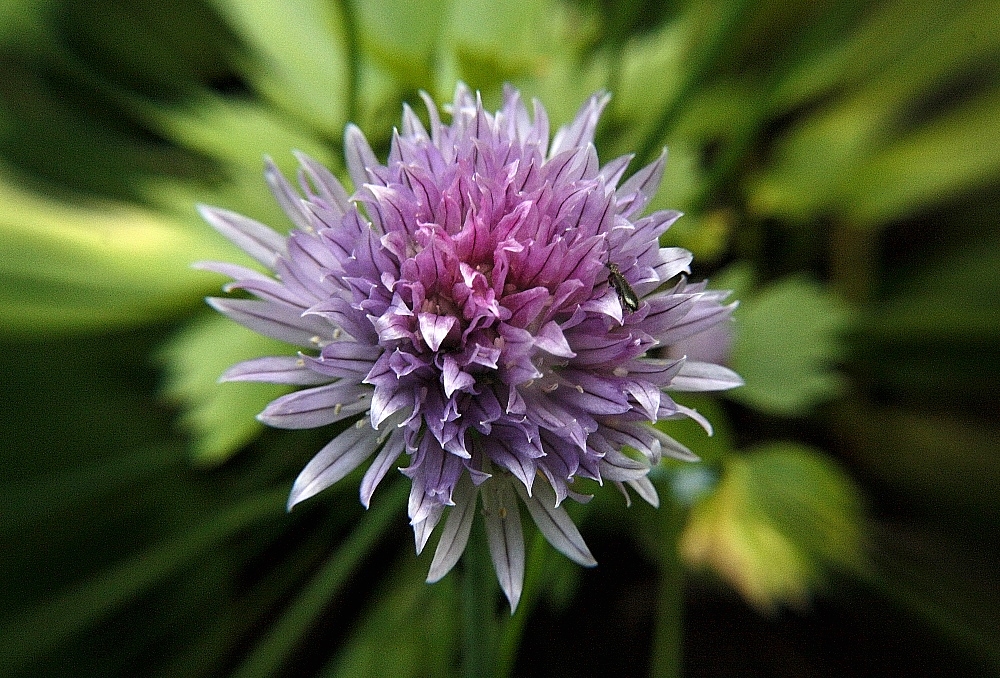 Schnittlauch-Blüte