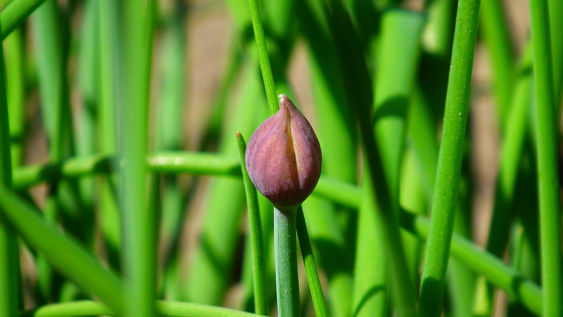 Schnittlauch-Blüte