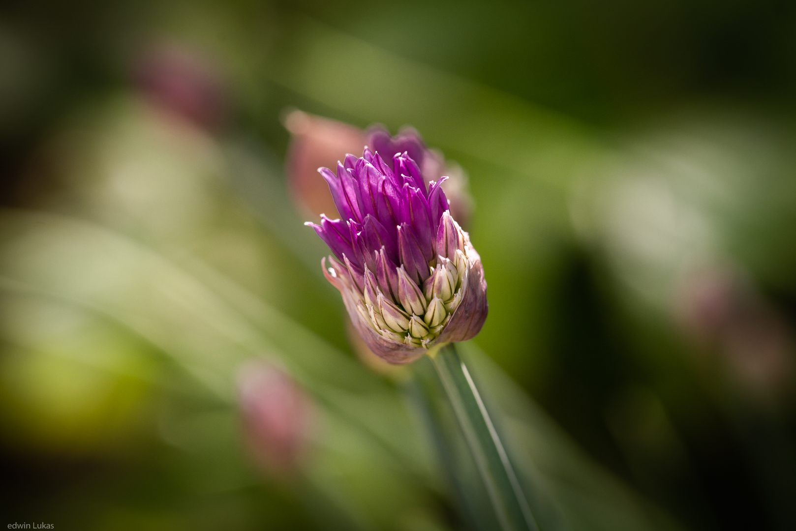 Schnittlauch Blüte