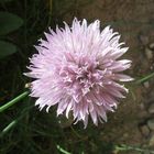 Schnittlauch-Blüte