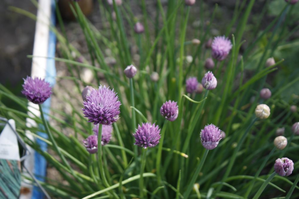 Schnittlauch Blüten Foto & Bild | pflanzen, pilze & flechten, natur ...