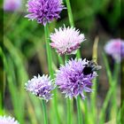 Schnittlauch - Chives - erba cipollina