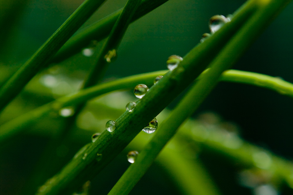 Schnittlauch im Regen 1