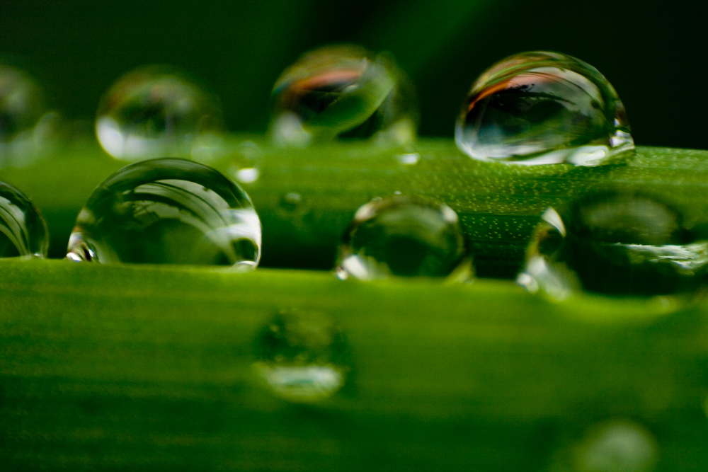 Schnittlauch im Regen 2