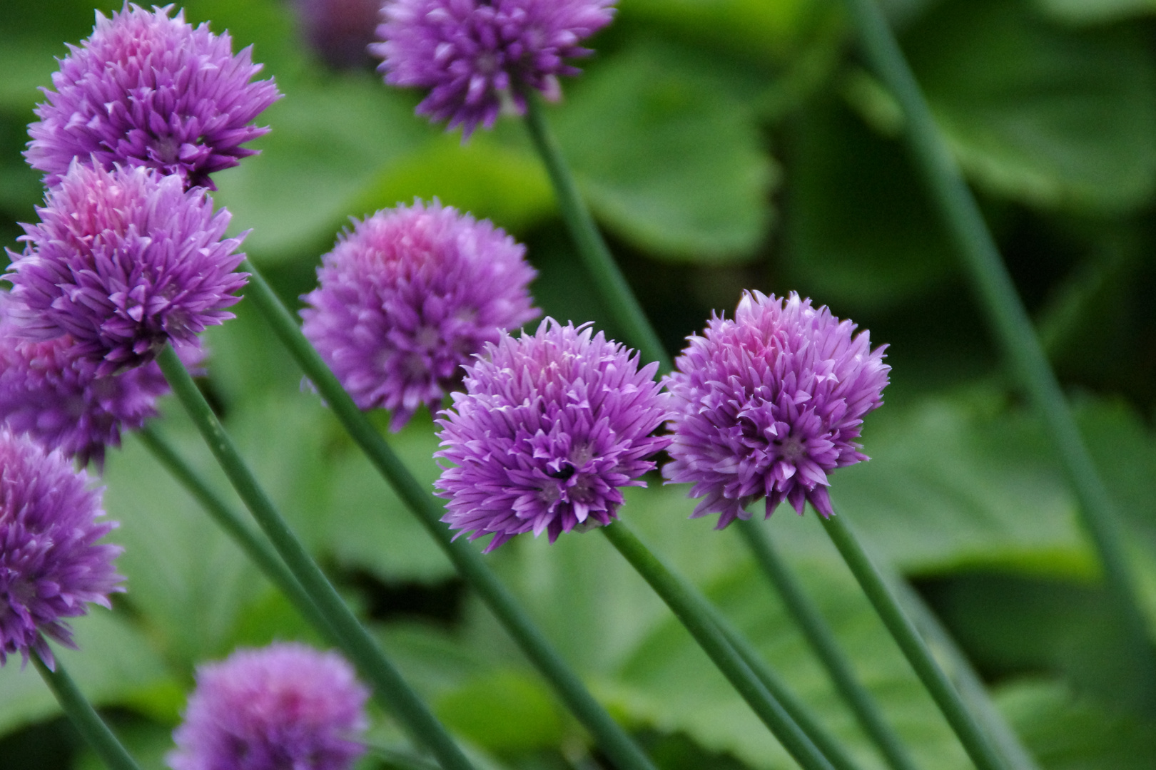 Schnittlauch in Blüte