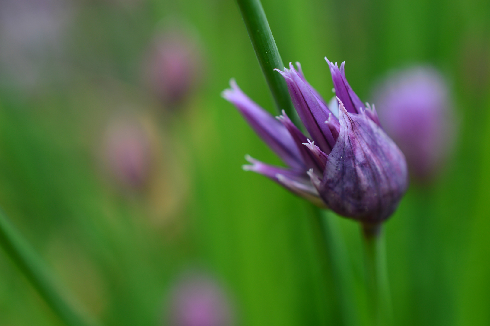 Schnittlauch in Blüte