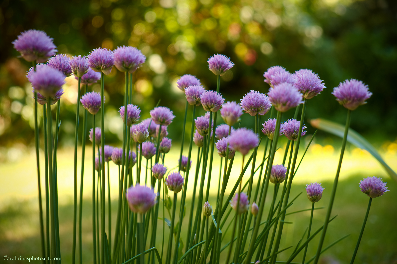 Schnittlauch in der Blüte