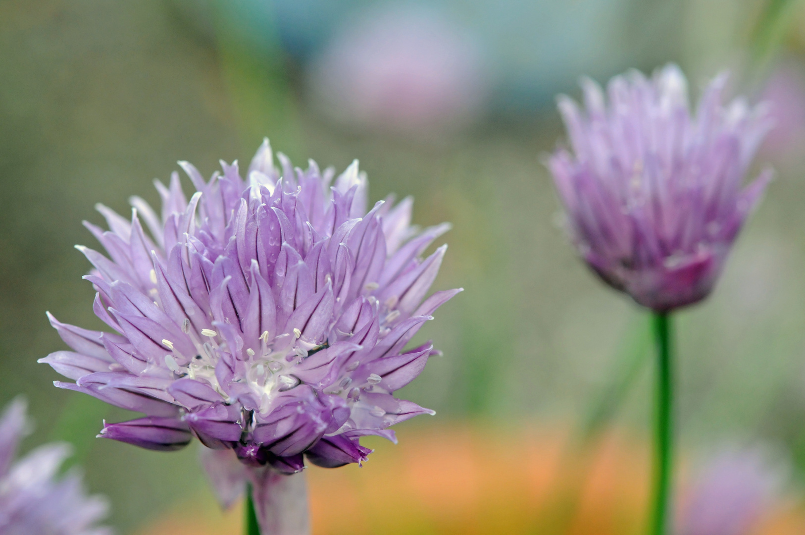 Schnittlauch in der Blüte seines Lebens