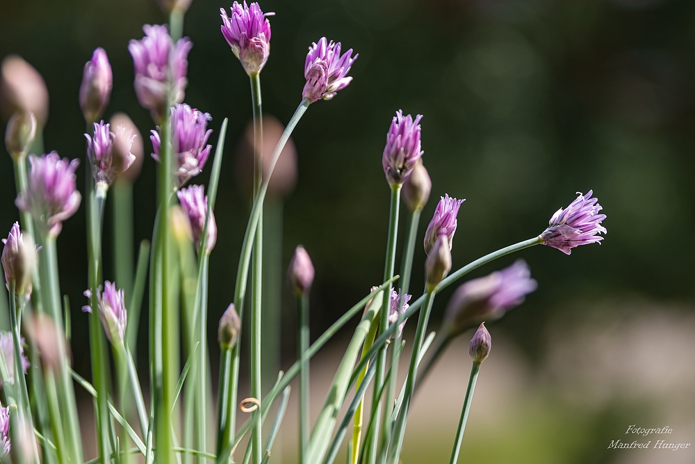 Schnittlauch in voller Blüte